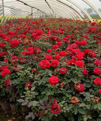 月季系列-青州市良景花卉苗木专业合作社 _ 集花卉种植,销售,运输于